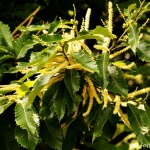 Castanea sativa - kasztan jadalny, kwiatostany męskie
