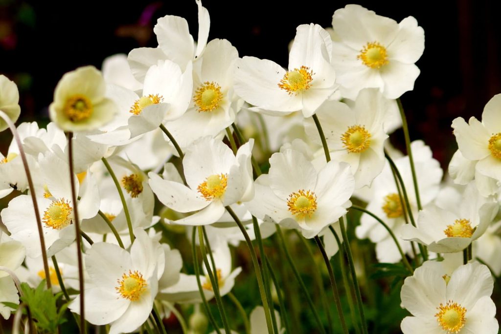 Anemone sylvestris - zawilec wielkokwiatowy