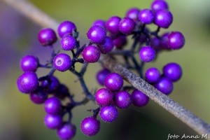Callicarpa bodinieri - pięknotka Bodiniera, owoce