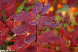 Cotinus coggygria - perukowiec podolski, jesiennie przebarwione liście