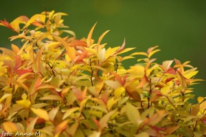 Spiraea japonica -tawuła japońska