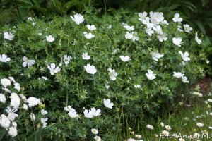 Geranium sanguineum - bodziszek czerwony, odmiana o białych kwiatach