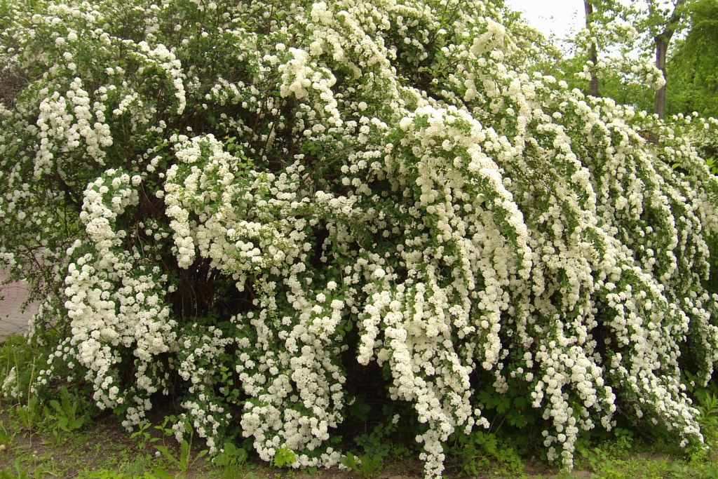 Spiraea vanhouttei - tawuła van Houtte`a najładniej prezentuje się w czasie kwitnienia