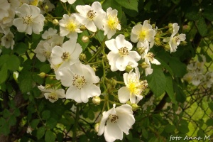 Rosa multiflora - róża wielokwiatowa