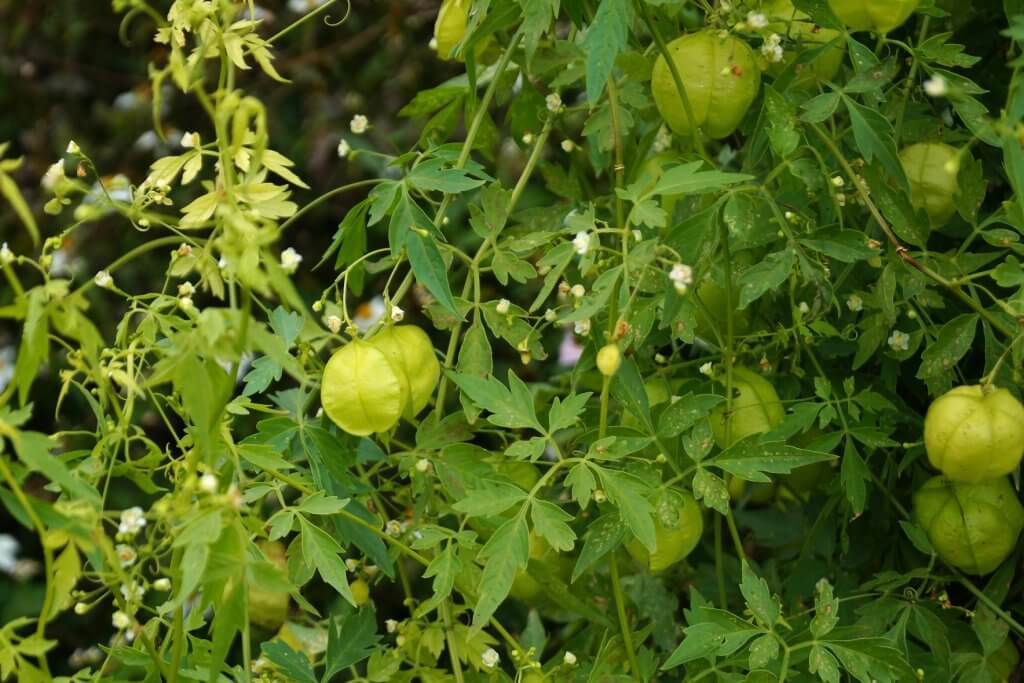 Cardiospermum halicacabum - kardiospermum zielone